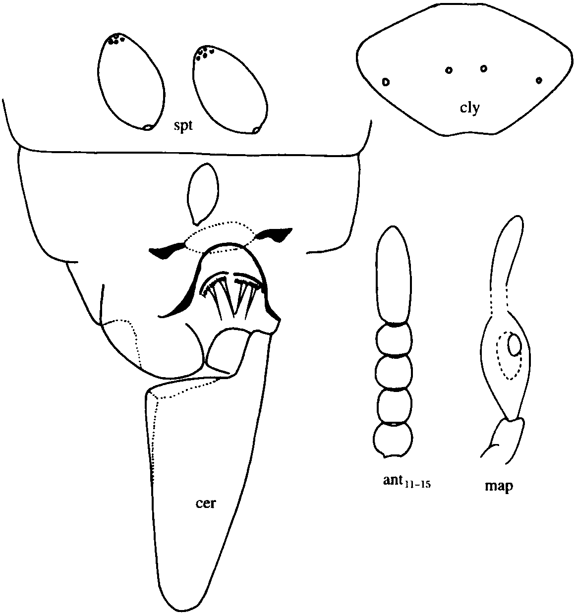 3.北戴河细蠓